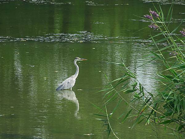 中國解封遊‧杭州(一)‧西溪溼地(Xixi Wetland) 中國解封遊‧杭州(一)‧西溪溼地(Xixi Wetland)