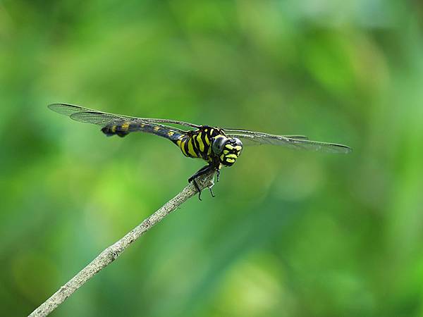中國解封遊‧杭州(一)‧西溪溼地(Xixi Wetland) 中國解封遊‧杭州(一)‧西溪溼地(Xixi Wetland)