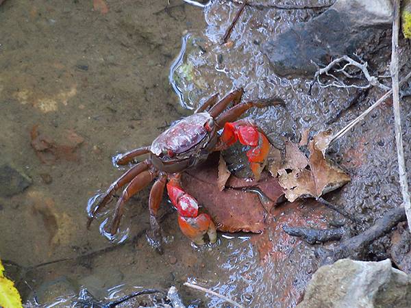 中國解封遊‧杭州(一)‧西溪溼地(Xixi Wetland) 中國解封遊‧杭州(一)‧西溪溼地(Xixi Wetland)