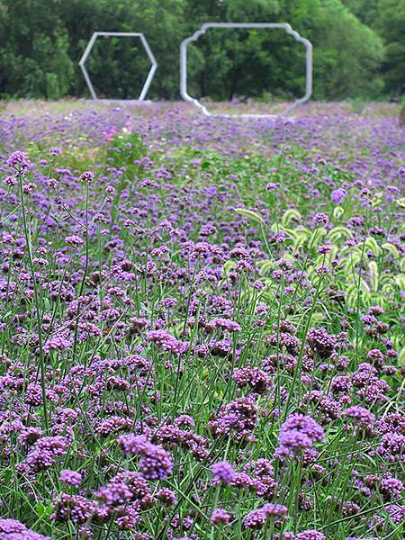 中國解封遊‧杭州(一)‧西溪溼地(Xixi Wetland) 中國解封遊‧杭州(一)‧西溪溼地(Xixi Wetland)