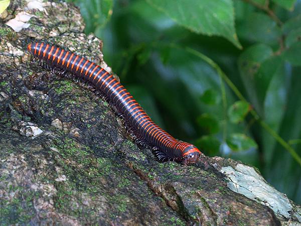 中國解封遊‧杭州(六)‧吳山(Wushan Hill) 中國解封遊‧杭州(六)‧吳山(Wushan Hill)
