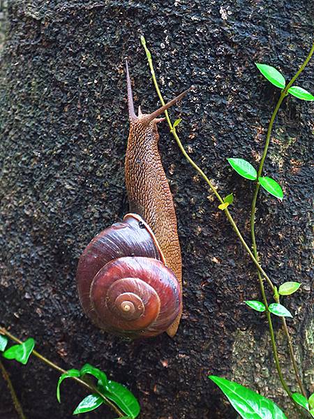 中國解封遊‧杭州(六)‧吳山(Wushan Hill) 中國解封遊‧杭州(六)‧吳山(Wushan Hill)