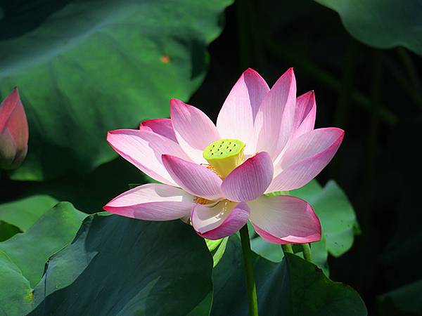 中國解封遊‧杭州(八)‧西湖(West Lake)