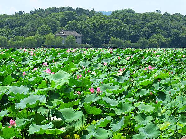 中國解封遊‧杭州(八)‧西湖(West Lake)