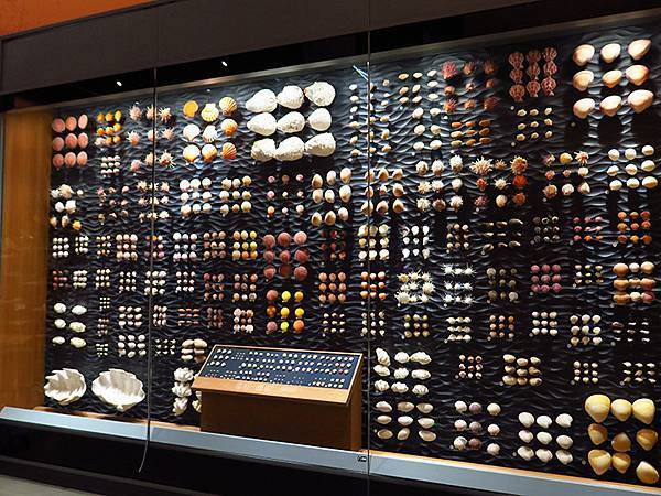 中國解封遊‧上海閒逛(十)‧自然博物館(Shanghai N 中國解封遊‧上海閒逛(十)‧自然博物館(Shanghai N