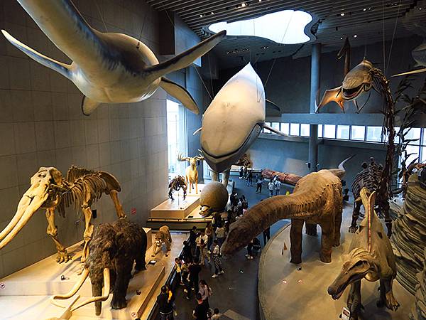 中國解封遊‧上海閒逛(十)‧自然博物館(Shanghai N 中國解封遊‧上海閒逛(十)‧自然博物館(Shanghai N