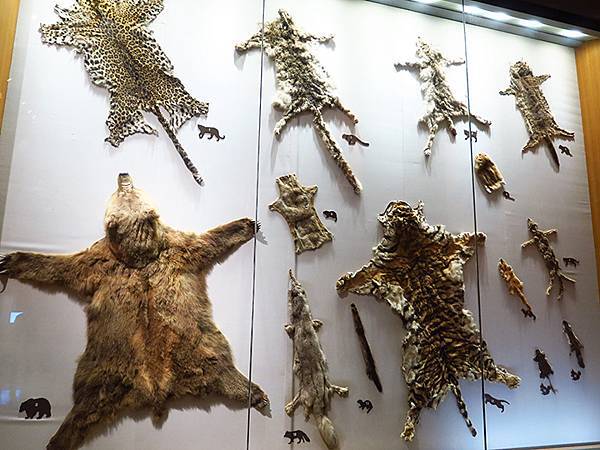 中國解封遊‧上海閒逛(十)‧自然博物館(Shanghai N 中國解封遊‧上海閒逛(十)‧自然博物館(Shanghai N