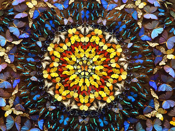 中國解封遊‧上海閒逛(十)‧自然博物館(Shanghai N 中國解封遊‧上海閒逛(十)‧自然博物館(Shanghai N