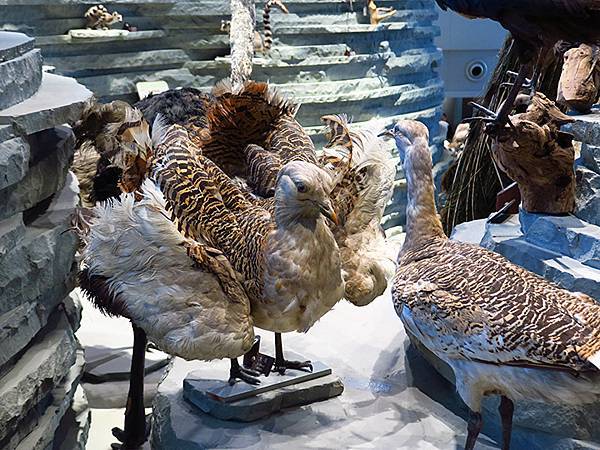 中國解封遊‧上海閒逛(十)‧自然博物館(Shanghai N 中國解封遊‧上海閒逛(十)‧自然博物館(Shanghai N