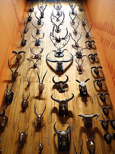 中國解封遊‧上海閒逛(十)‧自然博物館(Shanghai N 中國解封遊‧上海閒逛(十)‧自然博物館(Shanghai N