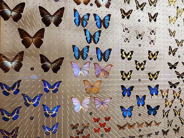 中國解封遊‧上海閒逛(十)‧自然博物館(Shanghai N 中國解封遊‧上海閒逛(十)‧自然博物館(Shanghai N