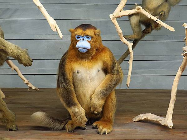 中國解封遊‧上海閒逛(十)‧自然博物館(Shanghai N 中國解封遊‧上海閒逛(十)‧自然博物館(Shanghai N