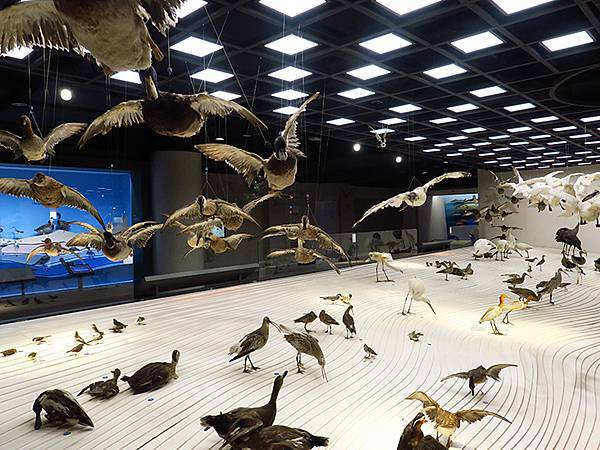 中國解封遊‧上海閒逛(十)‧自然博物館(Shanghai N 中國解封遊‧上海閒逛(十)‧自然博物館(Shanghai N