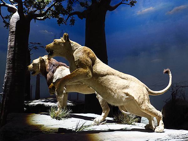 中國解封遊‧上海閒逛(十)‧自然博物館(Shanghai N 中國解封遊‧上海閒逛(十)‧自然博物館(Shanghai N