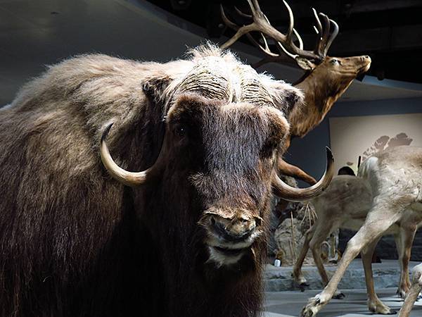 中國解封遊‧上海閒逛(十)‧自然博物館(Shanghai N 中國解封遊‧上海閒逛(十)‧自然博物館(Shanghai N