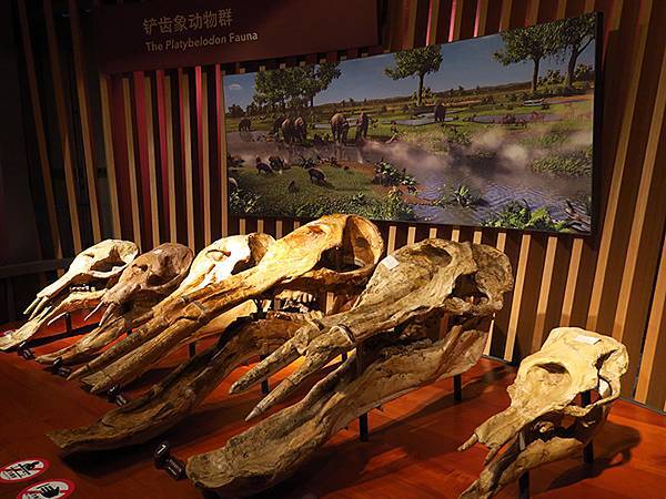 中國解封遊‧上海閒逛(十)‧自然博物館(Shanghai N 中國解封遊‧上海閒逛(十)‧自然博物館(Shanghai N