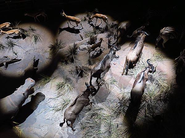 中國解封遊‧上海閒逛(十)‧自然博物館(Shanghai N 中國解封遊‧上海閒逛(十)‧自然博物館(Shanghai N