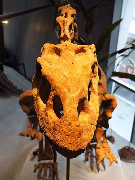 中國解封遊‧上海閒逛(十)‧自然博物館(Shanghai N 中國解封遊‧上海閒逛(十)‧自然博物館(Shanghai N