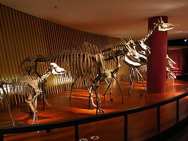 中國解封遊‧上海閒逛(十)‧自然博物館(Shanghai N 中國解封遊‧上海閒逛(十)‧自然博物館(Shanghai N