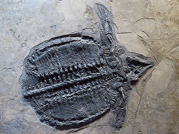 中國解封遊‧上海閒逛(十)‧自然博物館(Shanghai N 中國解封遊‧上海閒逛(十)‧自然博物館(Shanghai N