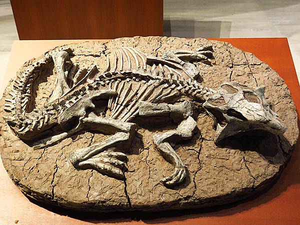 中國解封遊‧上海閒逛(十)‧自然博物館(Shanghai N 中國解封遊‧上海閒逛(十)‧自然博物館(Shanghai N