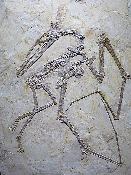 中國解封遊‧上海閒逛(十)‧自然博物館(Shanghai N 中國解封遊‧上海閒逛(十)‧自然博物館(Shanghai N