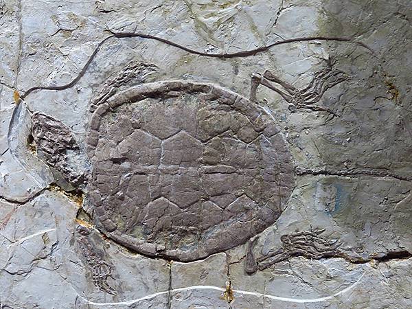 中國解封遊‧上海閒逛(十)‧自然博物館(Shanghai N 中國解封遊‧上海閒逛(十)‧自然博物館(Shanghai N