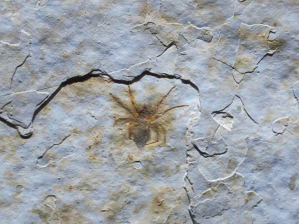 中國解封遊‧上海閒逛(十)‧自然博物館(Shanghai N 中國解封遊‧上海閒逛(十)‧自然博物館(Shanghai N