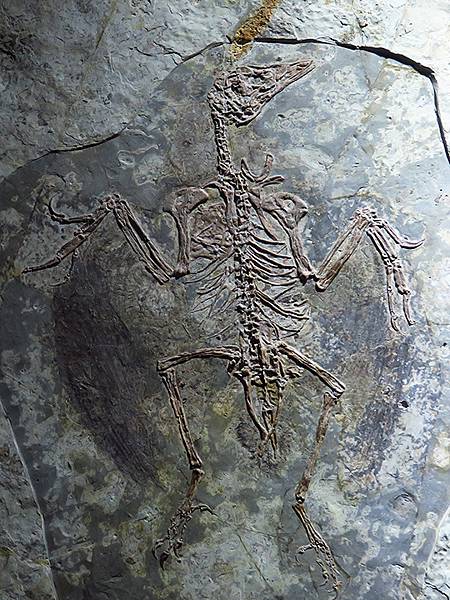 中國解封遊‧上海閒逛(十)‧自然博物館(Shanghai N 中國解封遊‧上海閒逛(十)‧自然博物館(Shanghai N