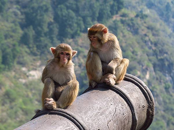 中國‧三峽(四)‧奉節(中)‧白帝城(Fengjie II) 中國‧三峽(四)‧奉節(中)‧白帝城(Fengjie II)