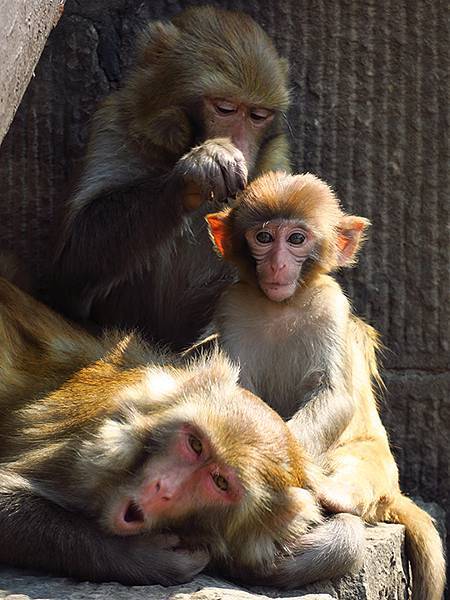 中國‧三峽(四)‧奉節(中)‧白帝城(Fengjie II) 中國‧三峽(四)‧奉節(中)‧白帝城(Fengjie II)