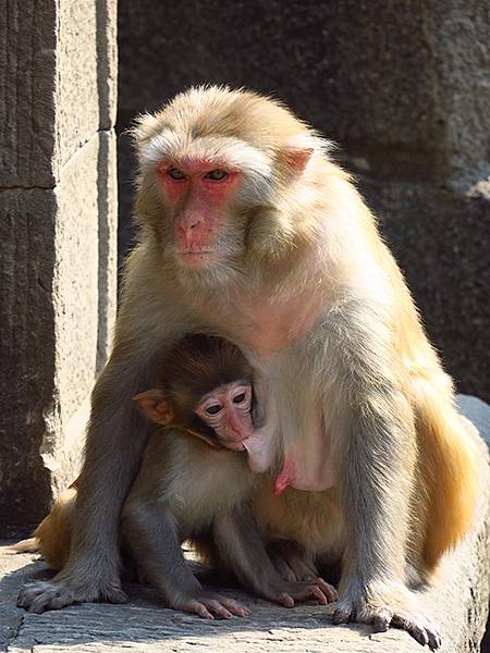 中國‧三峽(四)‧奉節(中)‧白帝城(Fengjie II) 中國‧三峽(四)‧奉節(中)‧白帝城(Fengjie II)