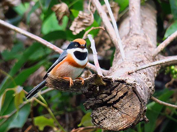 中國‧三峽(五)‧奉節(下)‧城區和博物館(Fengjie 中國‧三峽(五)‧奉節(下)‧城區和博物館(Fengjie