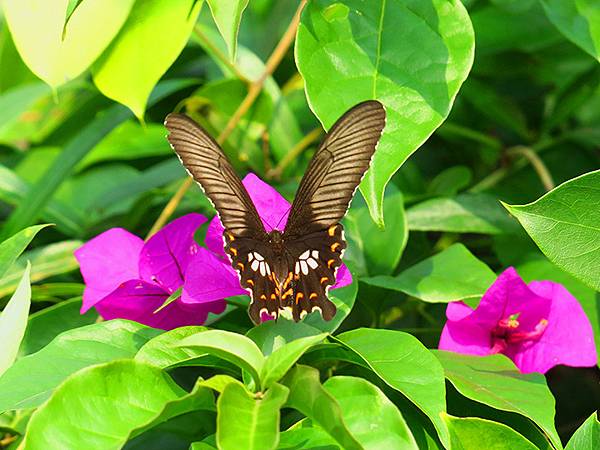 中國‧三峽(五)‧奉節(下)‧城區和博物館(Fengjie 中國‧三峽(五)‧奉節(下)‧城區和博物館(Fengjie