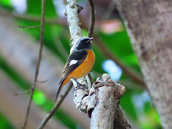 中國‧三峽(五)‧奉節(下)‧城區和博物館(Fengjie 中國‧三峽(五)‧奉節(下)‧城區和博物館(Fengjie