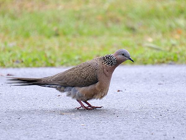 台灣‧台東(十)‧聖誕、賞鳥(Taitung Walking