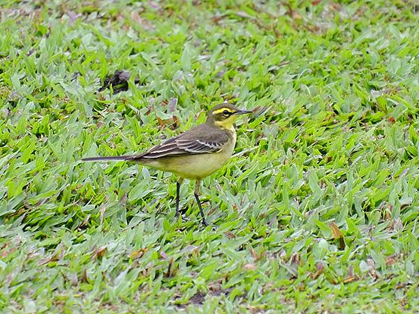 台灣‧台東(十)‧聖誕、賞鳥(Taitung Walking