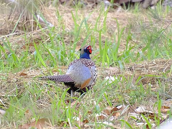 台灣‧台東(十)‧聖誕、賞鳥(Taitung Walking