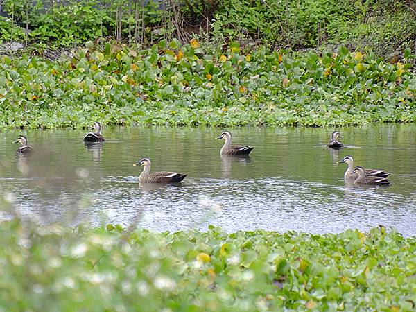 台灣‧花蓮(四)‧玉里(Yuli)