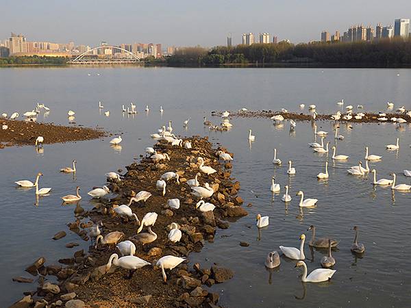 中國‧河南‧三門峽(一)‧天鵝(Sanmenxia I) 中國‧河南‧三門峽(一)‧天鵝(Sanmenxia I)