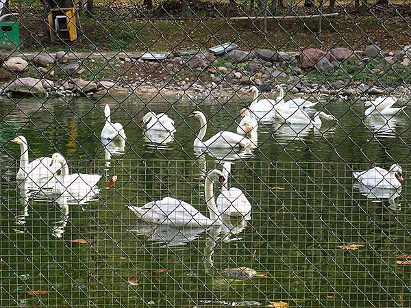中國‧河南‧三門峽(一)‧天鵝(Sanmenxia I) 中國‧河南‧三門峽(一)‧天鵝(Sanmenxia I)