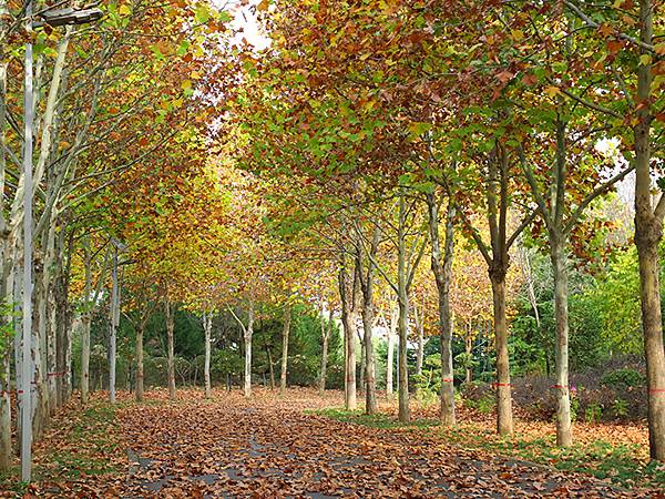 中國‧河南‧三門峽(一)‧天鵝(Sanmenxia I) 中國‧河南‧三門峽(一)‧天鵝(Sanmenxia I)
