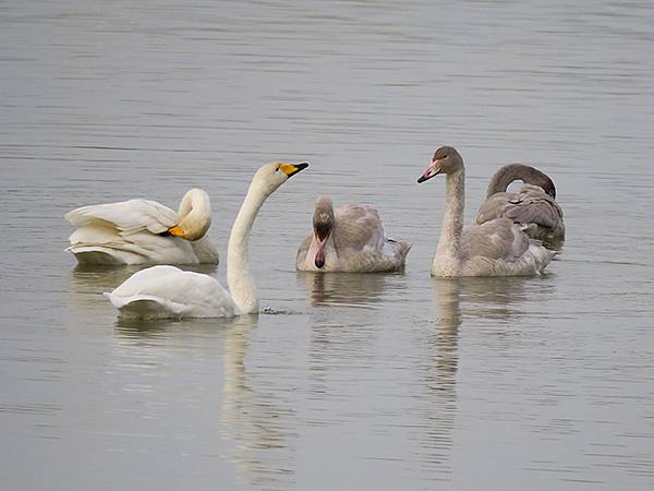 中國‧河南‧三門峽(一)‧天鵝(Sanmenxia I) 中國‧河南‧三門峽(一)‧天鵝(Sanmenxia I)