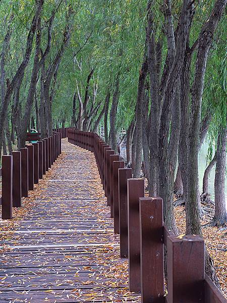中國‧河南‧三門峽(一)‧天鵝(Sanmenxia I) 中國‧河南‧三門峽(一)‧天鵝(Sanmenxia I)