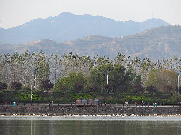 中國‧河南‧三門峽(一)‧天鵝(Sanmenxia I) 中國‧河南‧三門峽(一)‧天鵝(Sanmenxia I)