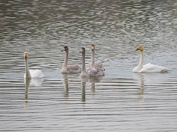 中國‧河南‧三門峽(一)‧天鵝(Sanmenxia I) 中國‧河南‧三門峽(一)‧天鵝(Sanmenxia I)