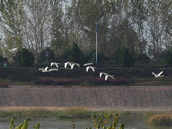 中國‧河南‧三門峽(一)‧天鵝(Sanmenxia I) 中國‧河南‧三門峽(一)‧天鵝(Sanmenxia I)