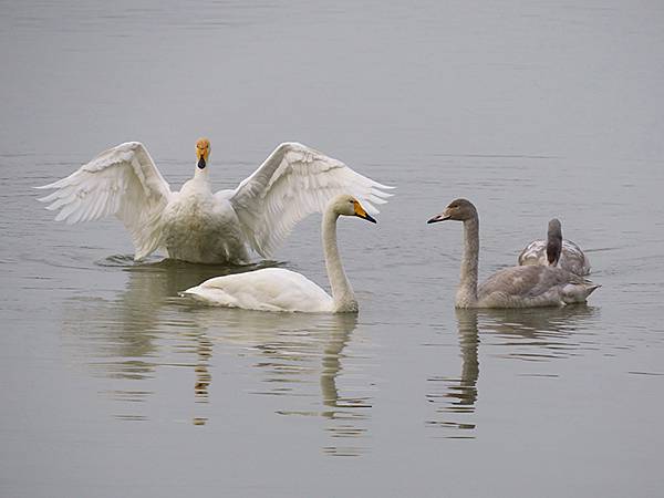 中國‧河南‧三門峽(一)‧天鵝(Sanmenxia I) 中國‧河南‧三門峽(一)‧天鵝(Sanmenxia I)