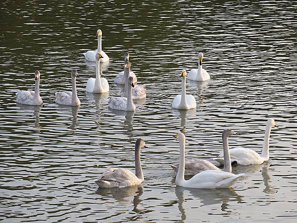 中國‧河南‧三門峽(一)‧天鵝(Sanmenxia I) 中國‧河南‧三門峽(一)‧天鵝(Sanmenxia I)