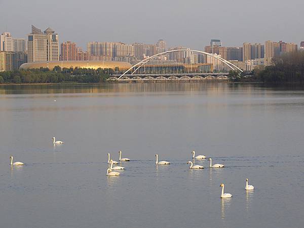 中國‧河南‧三門峽(一)‧天鵝(Sanmenxia I)